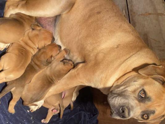 Pure Breed Boerboel puppies for sale
